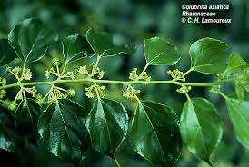 Image result for Colubrina asiatica