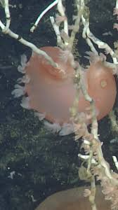 Image result for Tritonia moggii