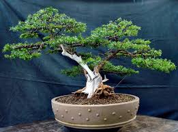 Almost any kind of tree or plant can be a bonsai, with the right care and styling techniques. Bonsai The Japanese Garden