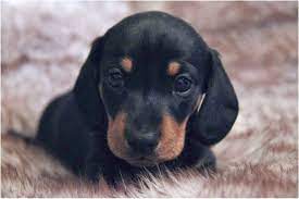 Miniature and long haired | all the info you could ever want about to minimize the risk of your dachshund developing any hereditary health issues, you should buy a dachshund puppy from a reputable breeder. Dachshund Puppies For Sale Nc Craigslist