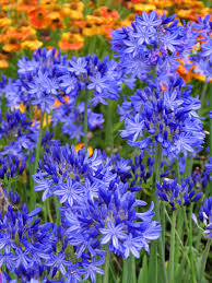 Most cultivars feature blooms in shades of blue, violet, and white. Agapanthus Northern Star Bluestone Perennials