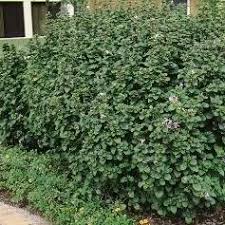 Image result for Criscianthus