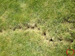 Epingle Sur Planter Des Arbres