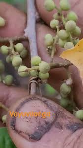 Image result for Embelia welwitschii