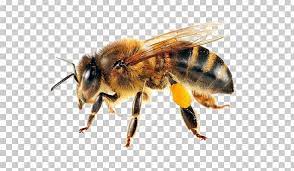 Western Honey Bee Swarming Beehive Forage Png Apiary Ari Arthropod Bee Beehive Honey Bee Cartoon Honey Illustration Beehive Drawing
