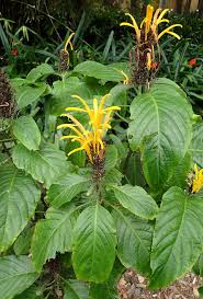 Image result for Justicia aurea