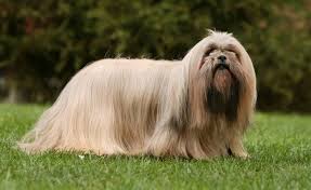 Use a sulfate free shampoo and hydrating conditioner made for specifically for long hair dogs. Long Haired Dogs Should Be Regularly Groomed Dogs Info Net Especially For Loving Pets