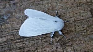 Maybe you would like to learn more about one of these? White Satin Moth Naturespot