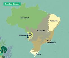 Demand for soy puts pressure on Pantanal, Brazils largest wild wetland