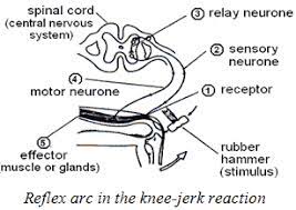 After shopping, he pushes the trolley which is full to the cashier's counter. Image Result For Science Form 4 Chapter 2 Student Life Central Nervous System Science