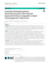 Image result for Brachycorythis congoensis