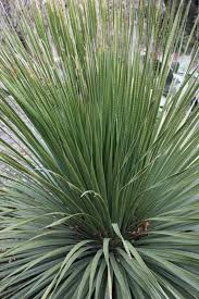 Image result for Sorindeia winkleri