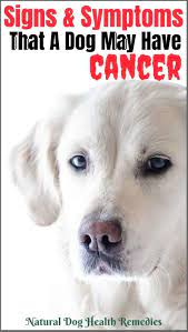 When to seek emergency medical attention. Symptoms Of Dog Cancer Be Aware Of These Signs