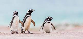 1,994,091 likes · 79,510 talking about this. Fighting Penguins Lead With Their Left Hakai Magazine