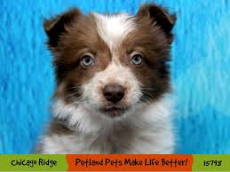 Our border collies and bordoodles are active family companions. Border Collie Puppies Petland Chicago Ridge