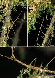 Image result for Schistostephium crataegifolium