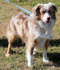 Australian shepherds and miniature australian shepherds have copper and white trim. Texas Miniature Australian Shepherd Stud Dogs