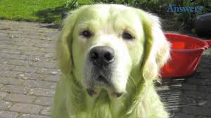 Husky/black mouth puppies rehoming (gold bar) pic hide this posting restore restore this posting. Green Golden Retriever Why Are Puppies Born Green Dog Dwell