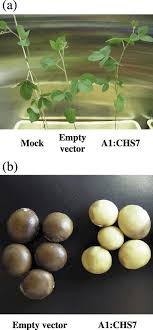 Aug 14, 2020 · @mherbert82 im leaving for the air force soon so it'd be awesome to get with you before i go. Functional Analysis Of Soybean Genes Involved In Flavonoid Biosynthesis By Virus Induced Gene Silencing Nagamatsu 2007 Plant Biotechnology Journal Wiley Online Library