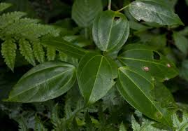 Image result for Scepocarpus trinervis