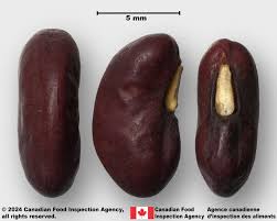 Image result for Vigna