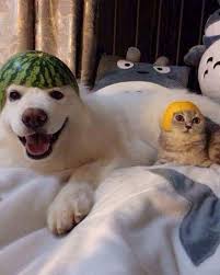 Pin By Sergen German On Sharing Is Caring In 2020 Funny Animals Funny Dog Videos Animals