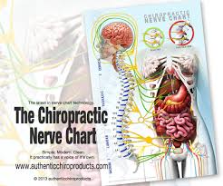 the only nerve chart for the modern chiropractor