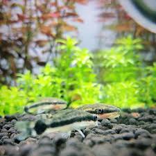 Pin By M M On Aquarium Fish Shrimp Tank Aquarium Fish Fish Tank