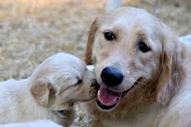 They're fluffy little teddy bears that are full of joy, playfulness, and curiosity. Errigal Golden Retrievers 4 867 Photos Pet Service Deerfield Nh