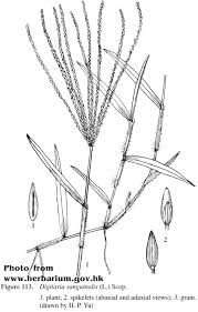 Image result for Digitaria setifolia