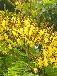 Image result for Peltophorum pterocarpum