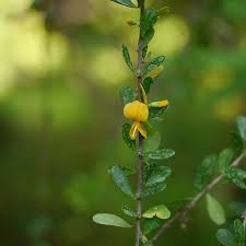 Image result for Brya