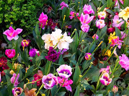 They are found in purple, white and yellow. The Most Beautiful Flowers In The World Stock Photo Picture And Royalty Free Image Image 42019568