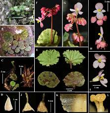 Image result for Begoniaceae