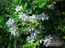 Check out our nelly moser clematis plants selection for the very best in unique or custom, handmade pieces from our shops. Clematis Nelly Moser From Burncoose Nurseries Large Flowered Summer Varieties