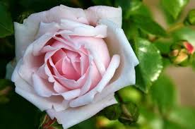 Hal menarik dari bunga ini adalah bentuk dan warnanya. Paling Bagus 18 Gambar Bunga Mawar Hitam Putih Untuk Diwarnai Download Gambar Mewarnai Batik Sederhana Kumpulan Gambar Pemand Gambar Bunga Bunga Mawar Cantik