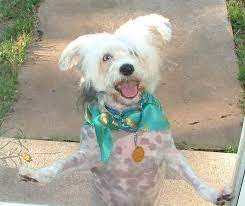 Pin On Chinese Crested Rescue Crest Care Rescue