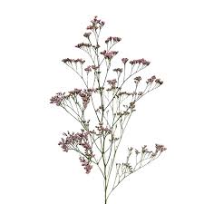 Image result for Limonium