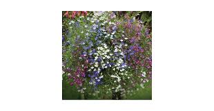 Image result for lobelia combine composition