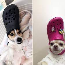 We did not find results for: Chihuahua Crocs Pasteurinstituteindia Com