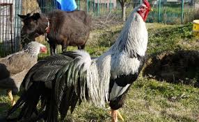 Jenis Ayam Shamo Ori Jepang Jepang Abad Ke 16