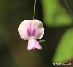 Image result for Dolichos trilobus