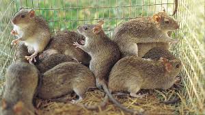 Maybe you would like to learn more about one of these? The Countries Where Rats Are On The Menu Bbc Future