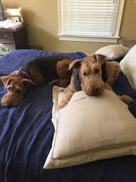 Minimum of 4 dogs earning titles. Airedale Puppies For Sale Scotland The Y Guide