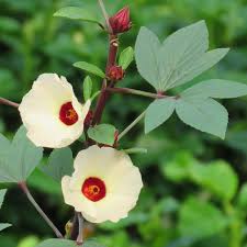 Image result for Hibiscus barbosae