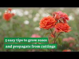 Image result for cuttings of roses