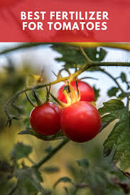Maybe you would like to learn more about one of these? Best Fertilizer For Tomatoes Outsidemodern