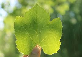 Concord grape juice common grape vine wine sultana, juice, food, blueberry, wine png. About Wild Grape Leaves And How To Harvest And Prepare Them