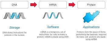 It focuses on vaccine technologies based on messenger rna (mrna). Document