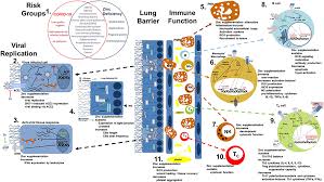 Hedera and colleagues examined 11 patients with nerve damage linked to dental cream. Frontiers The Potential Impact Of Zinc Supplementation On Covid 19 Pathogenesis Immunology